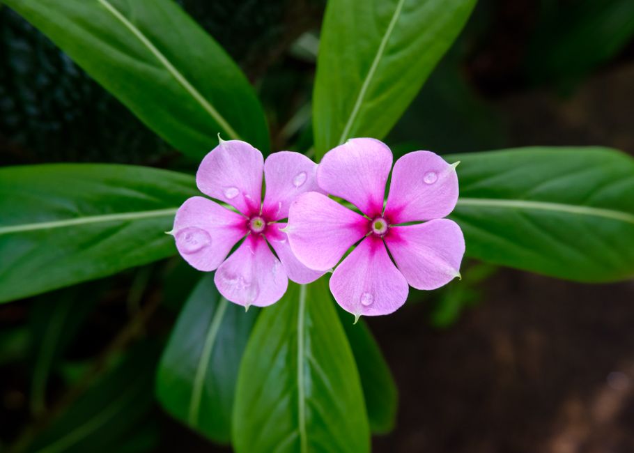 A close-up view of two pink periwinkle flowers with five petals each, featuring darker pink centers and tiny water droplets scattered across the petals, set against a background of large, elongated gr
